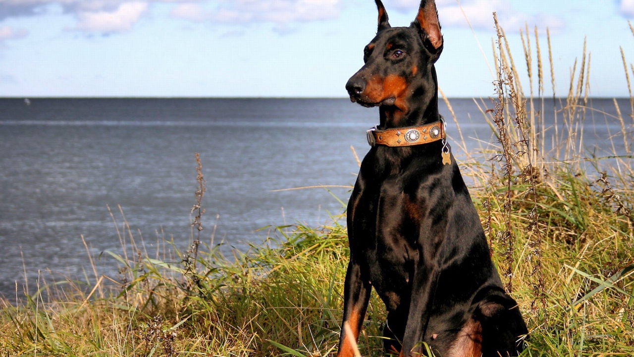 Доберман на берегу моря