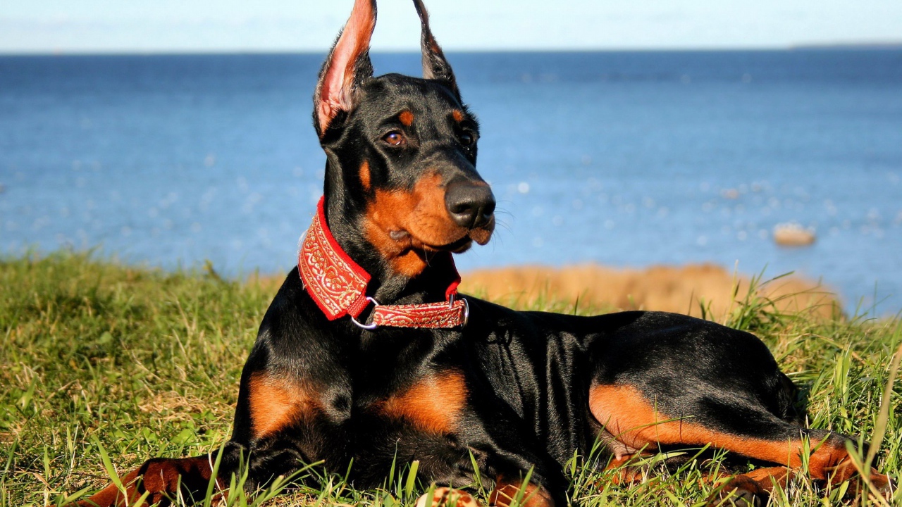 Доберман на побережье