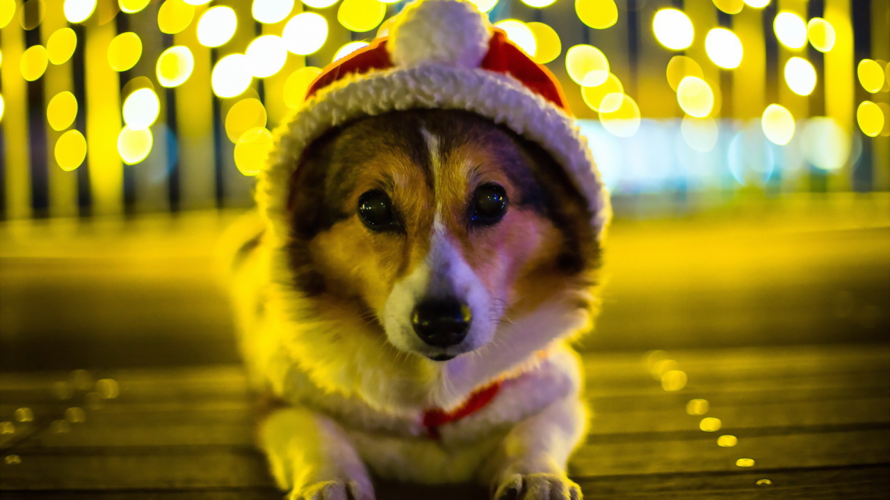 Собака Санта клаус