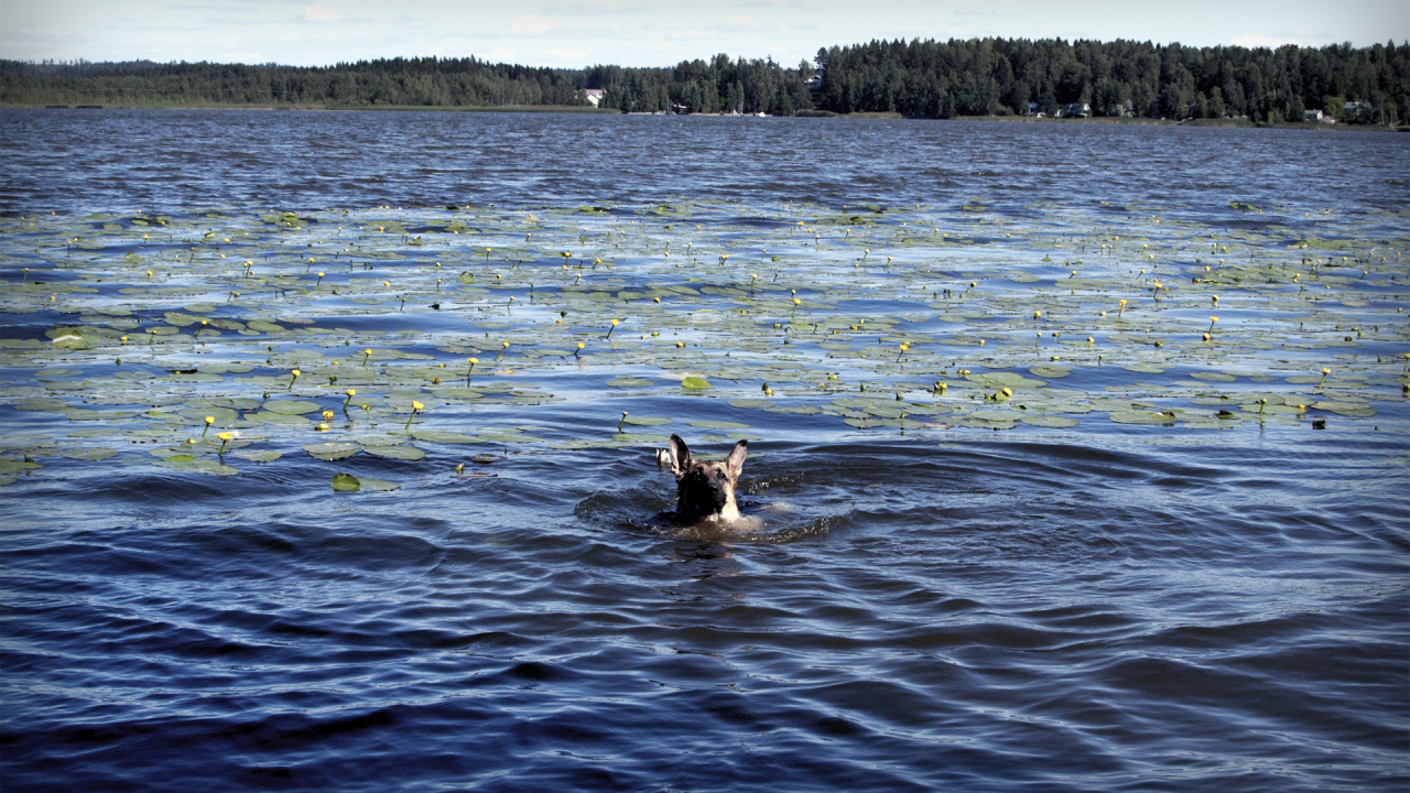 Собака плывет по озеру