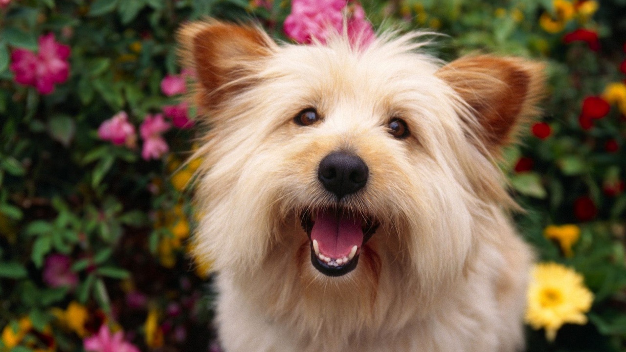 Собака выражает радость