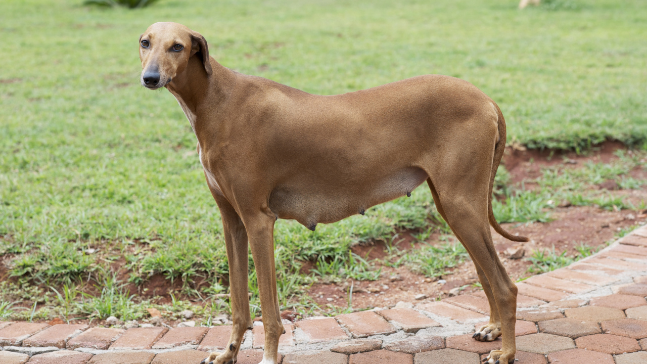 Собака девочка азавак