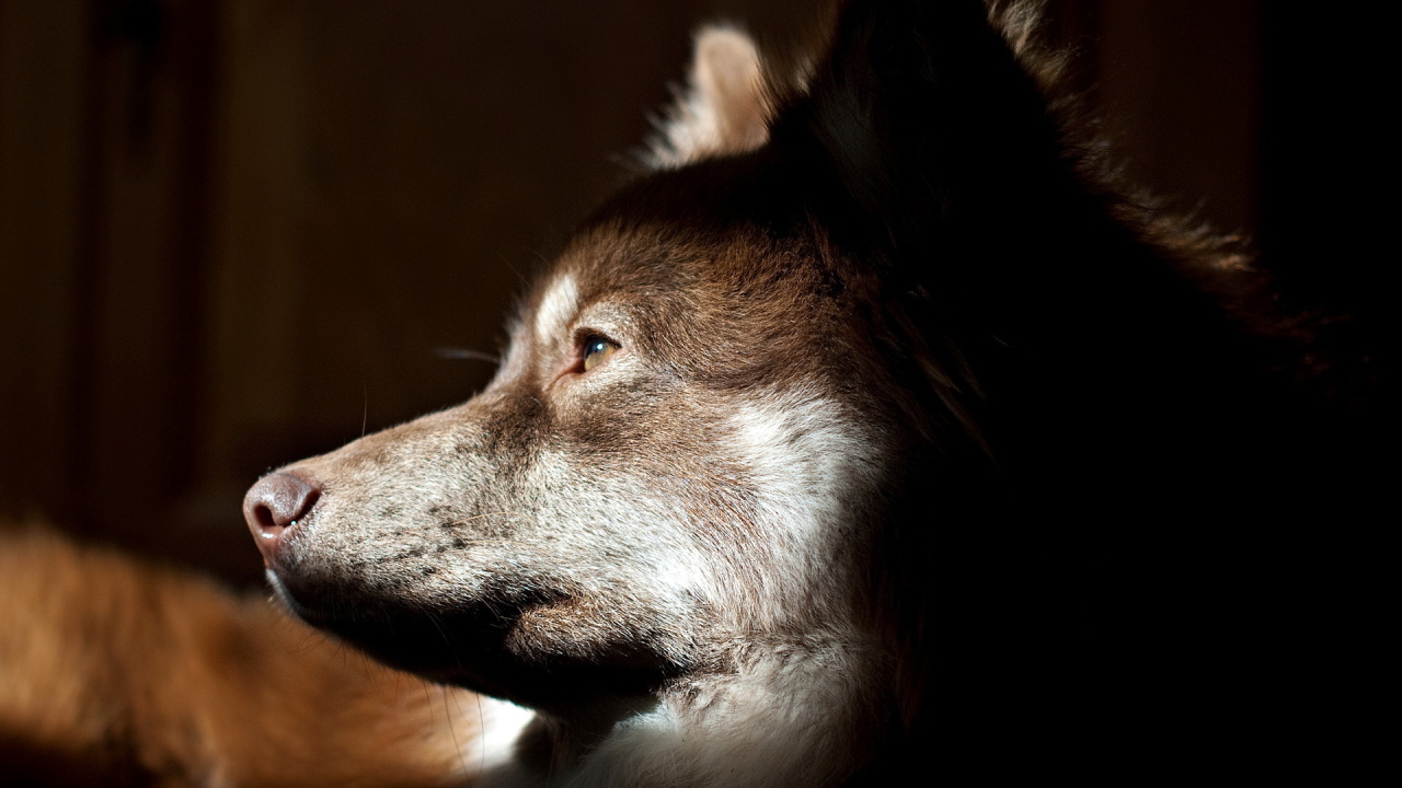 Собачья морда