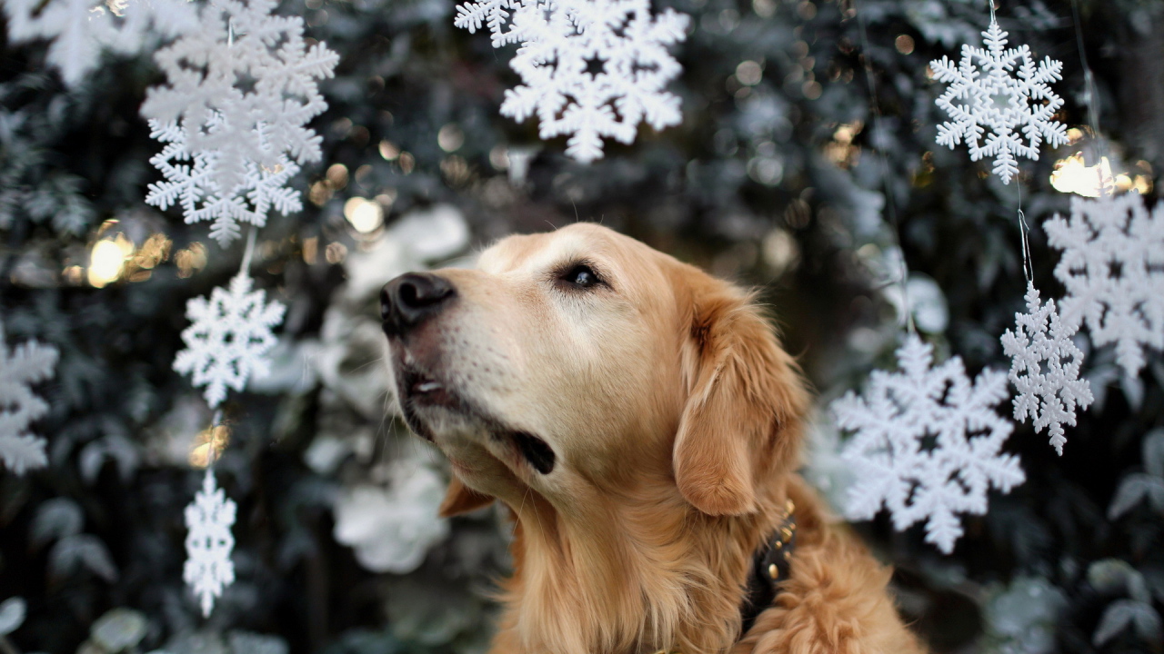 Собака на празднике