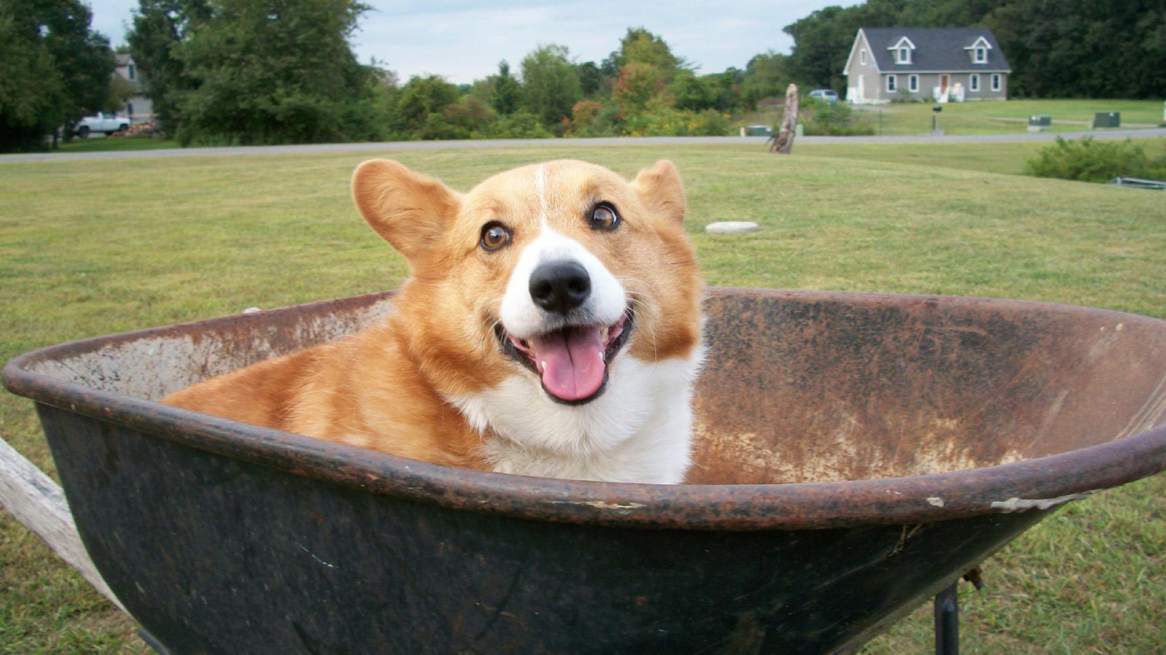 Собака вельш-корги в тачке