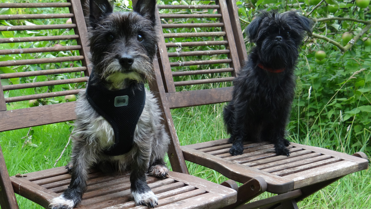 Собаки аффенпинчер на стульях
