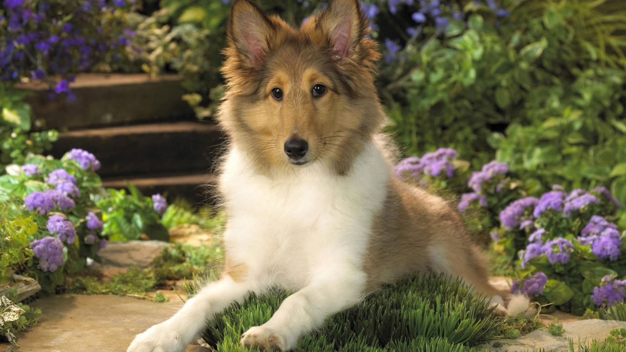 Ушастый щенок колли