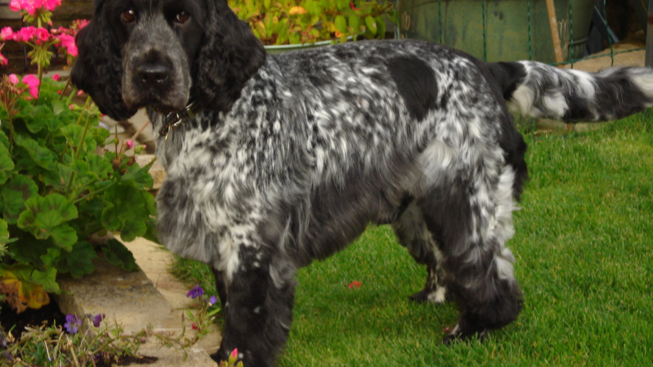 Английский кокер спаниель в саду