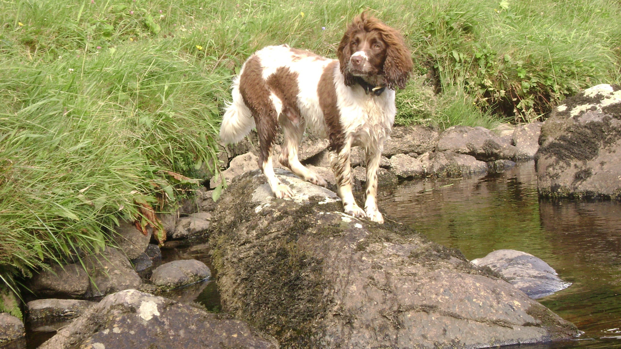 Английский спрингер спаниель на камне