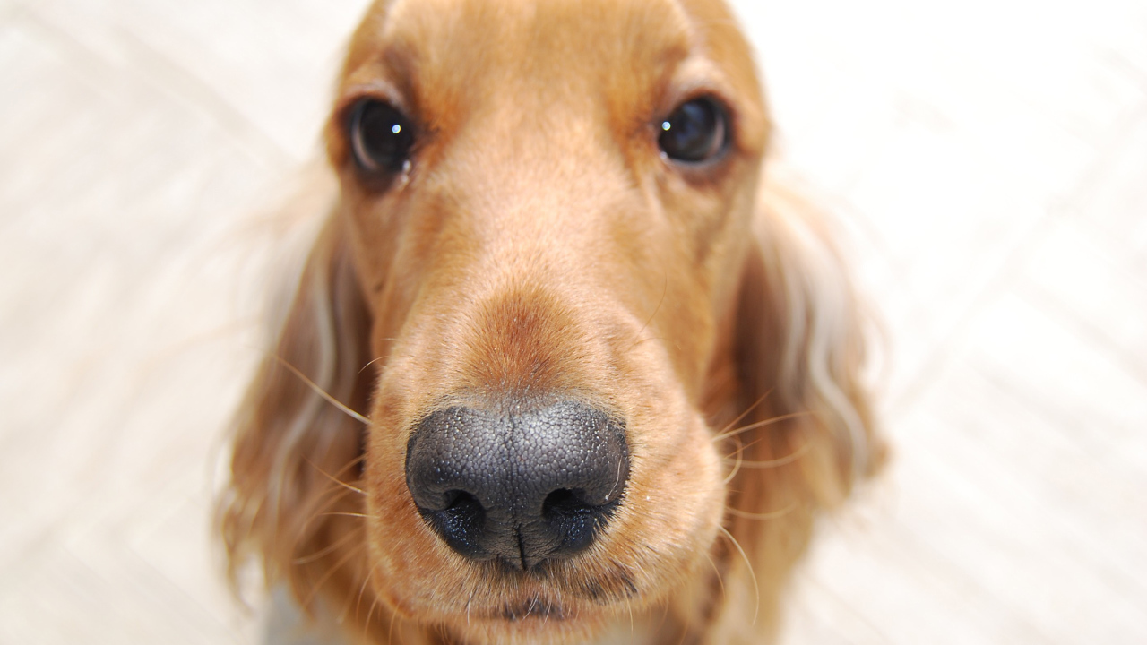 Английский кокер спаниель