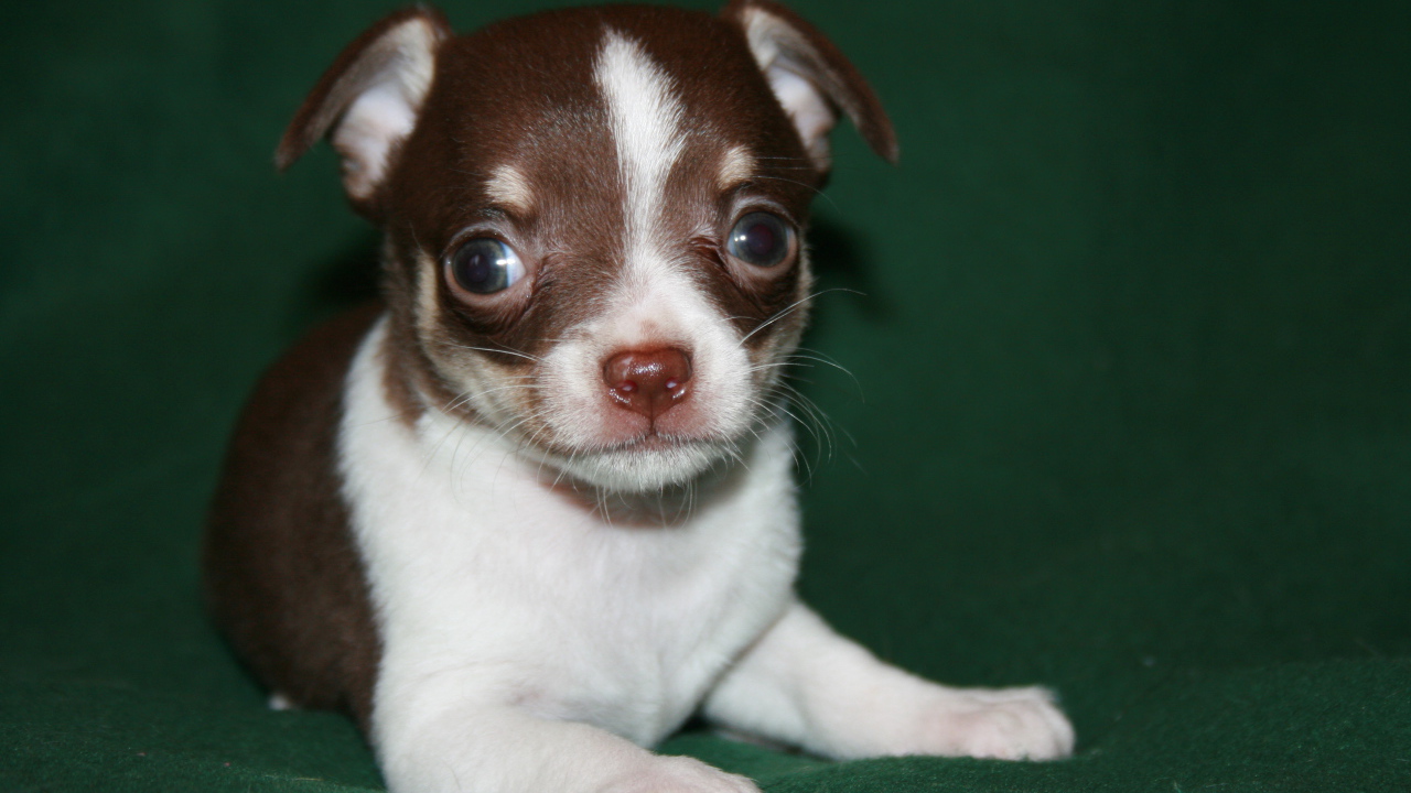 Глазастый щенок бивер йорк