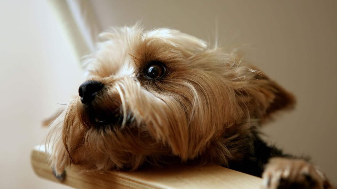 Глаза йоркширского терьера