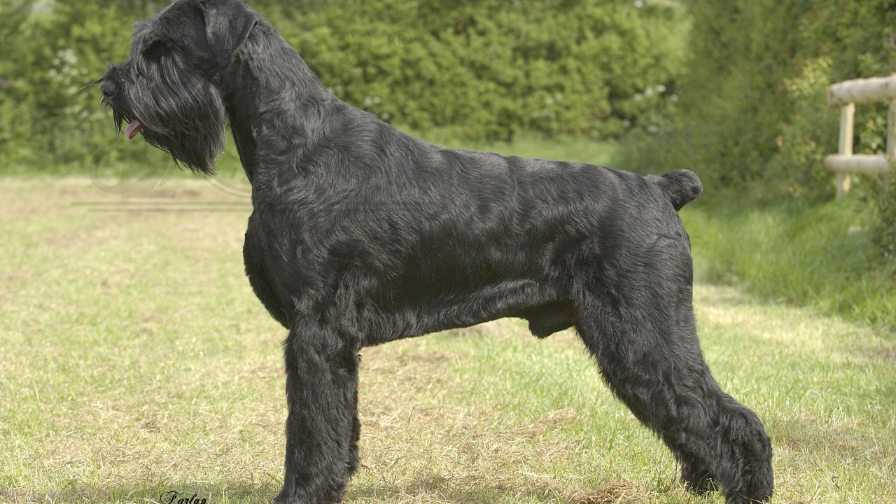 Черный пушистый шнауцер