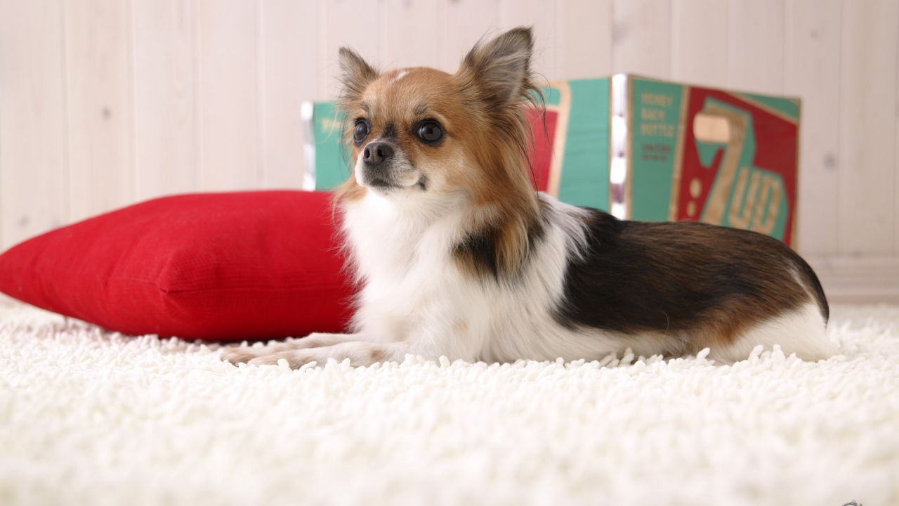 Пушистая чихуахуа на красной подушке
