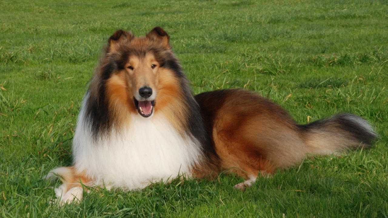 Пушистая колли отдыхает на газоне