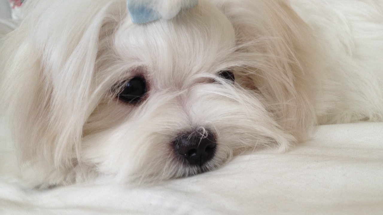 Пушистая болонка отдыхает