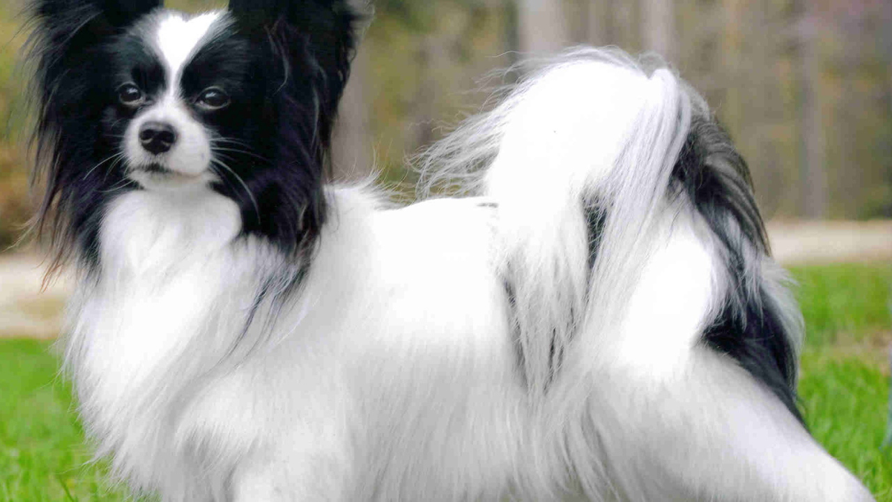 Пушистый папильон на прогулке