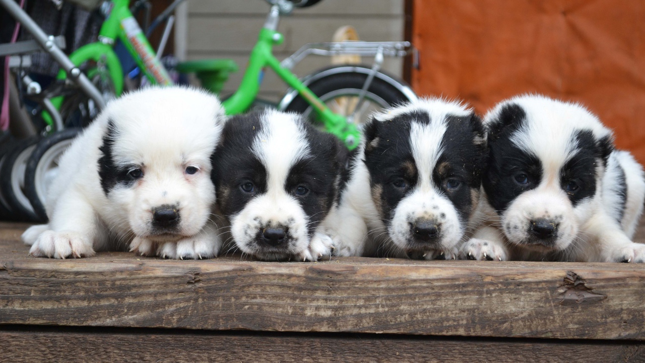 Four puppies alabai