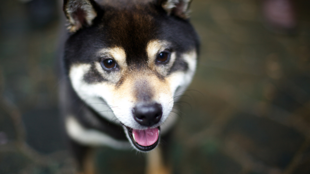 Дружелюбная собака