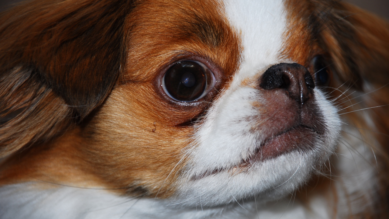 Забавный японский хин