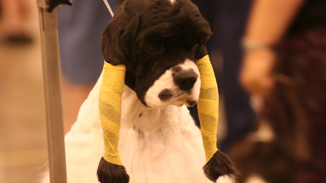 Забавная прическа американского кокер спаниеля