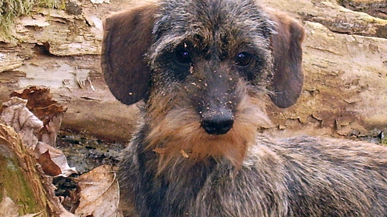 Пушистая такса в лесу