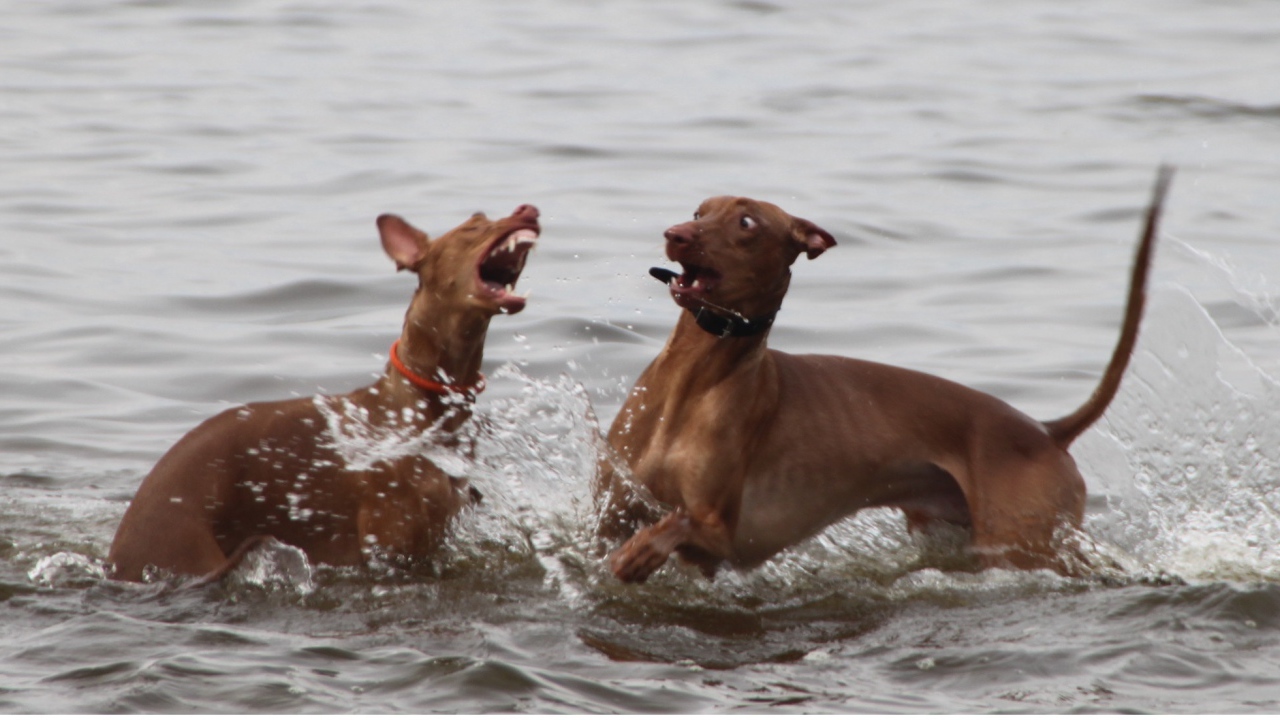 Игры фараоновых собак в воде