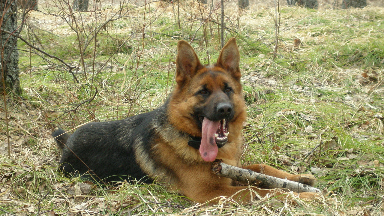 Немецкая овчарка с длинным языком