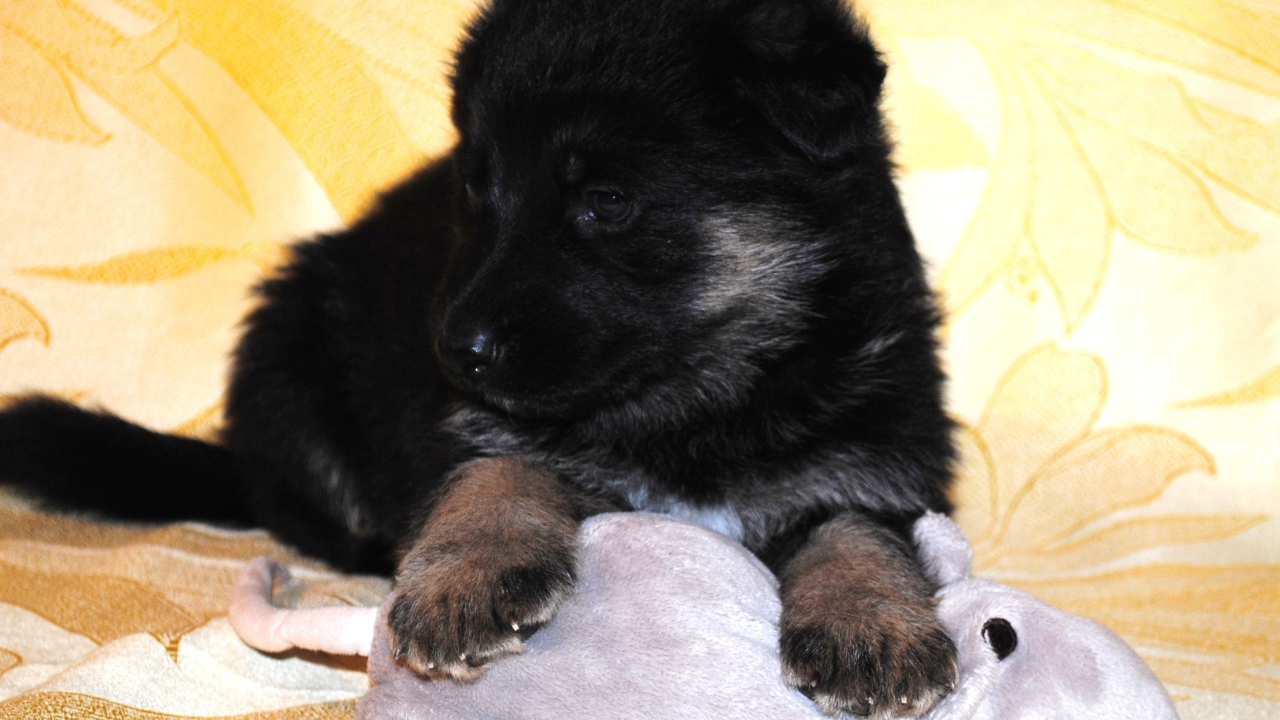 German Shepherd puppy in black