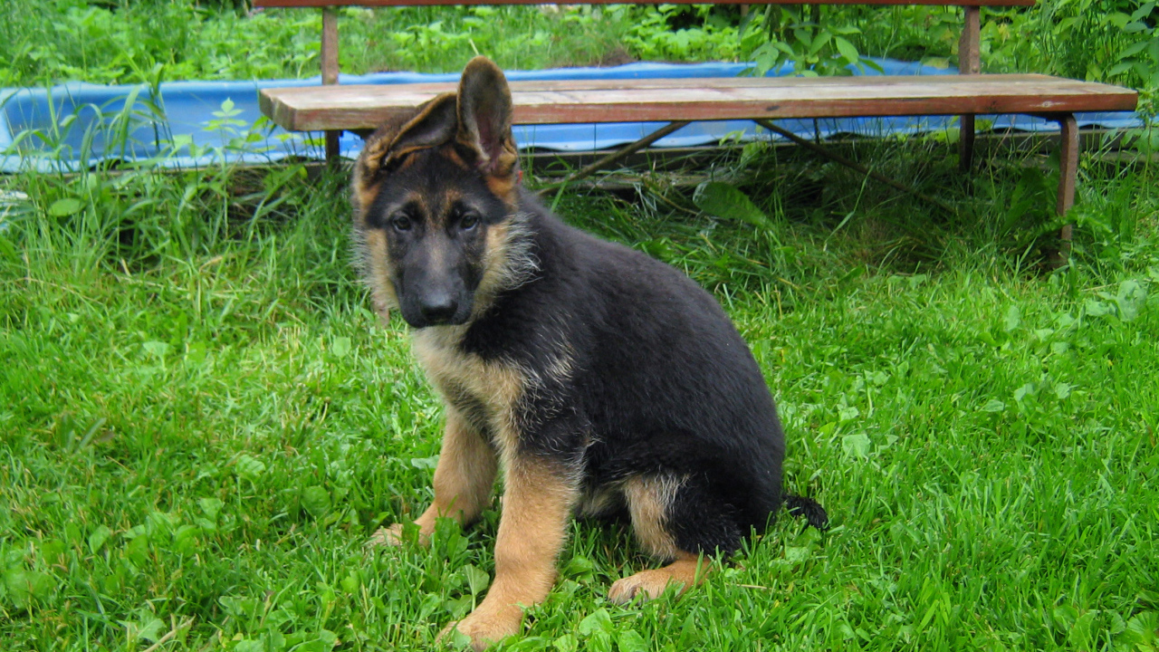 Щенок немецкой овчарки у скамейки