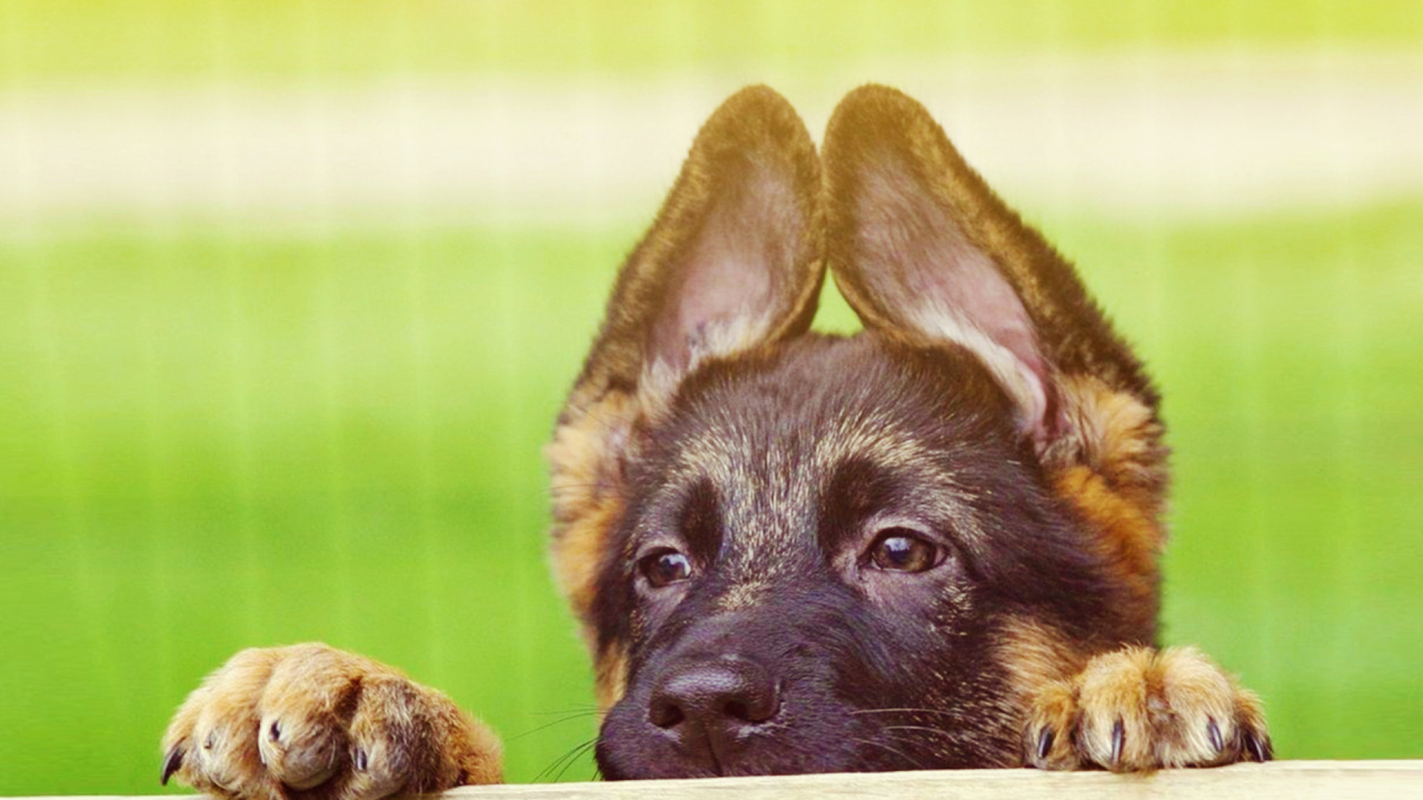 German Shepherd puppy peeking
