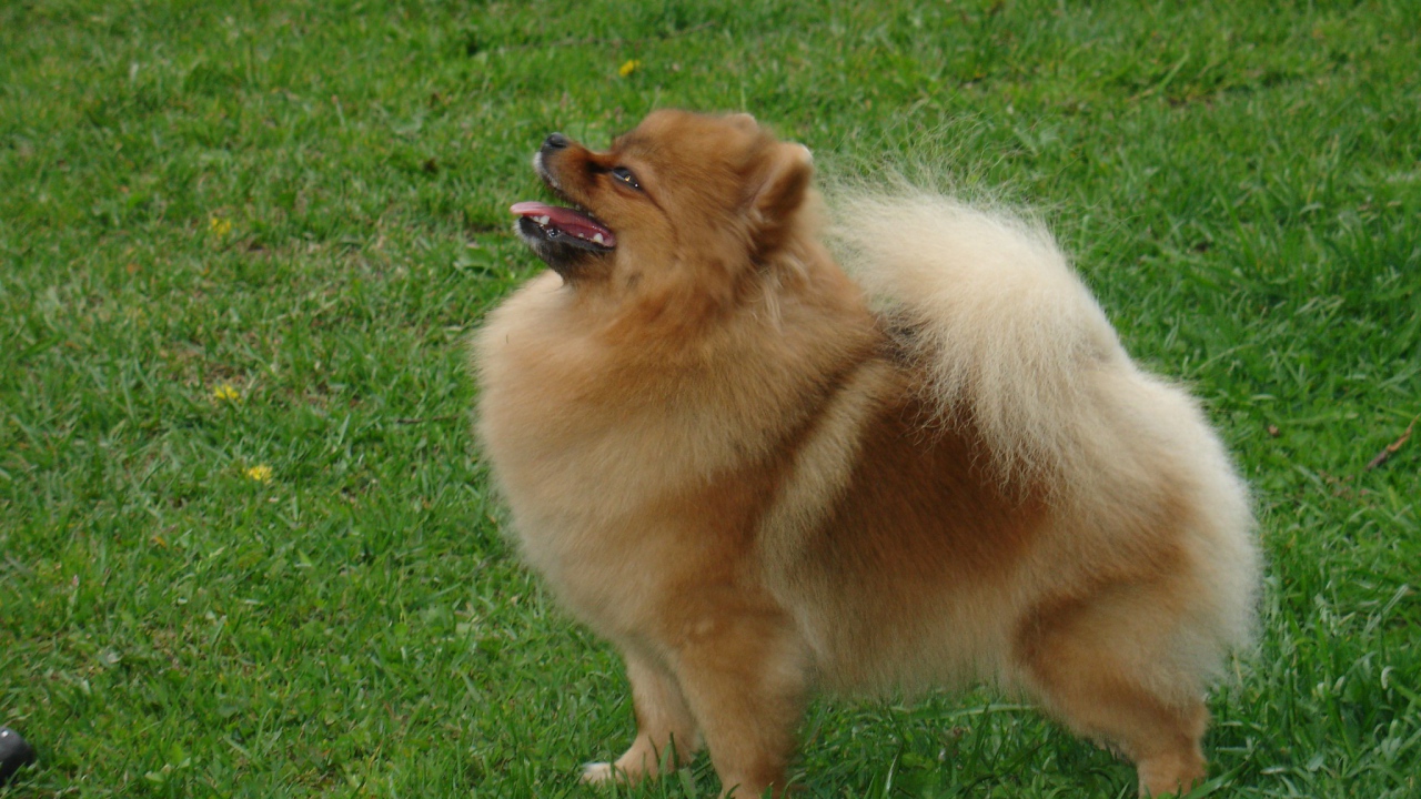 Довольный шпиц на газоне