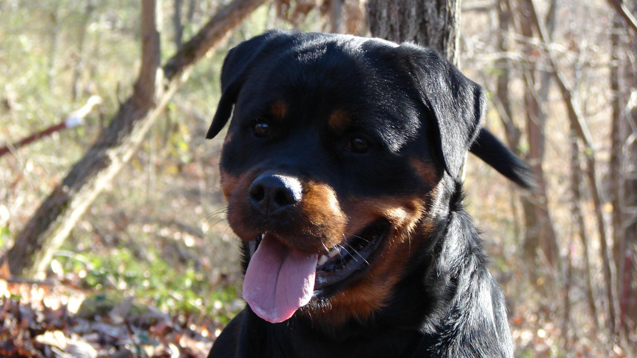 Добрый взгляд ротвейлера