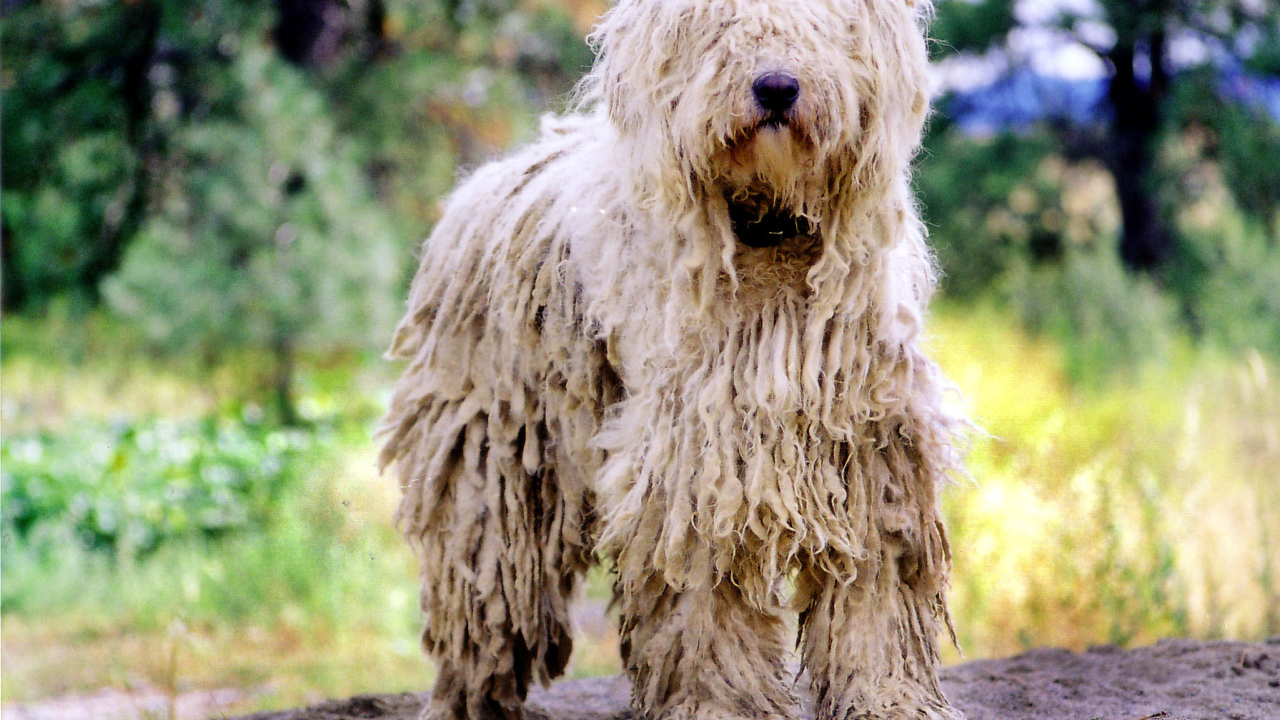 Великолепный пес комондор