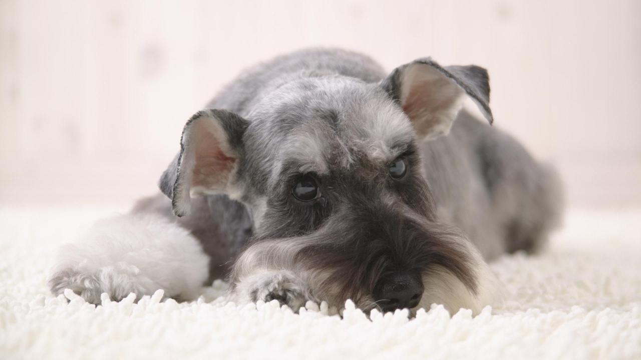 Серый шнауцер лежит на снегу