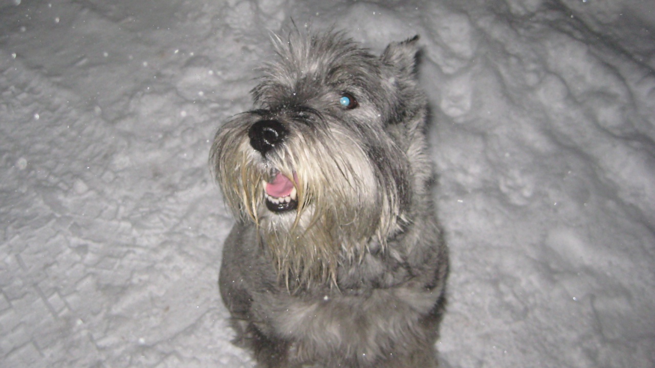 Серый шнауцер в снегу