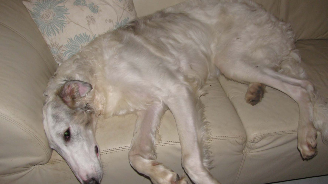 Борзая собака лежит на диване