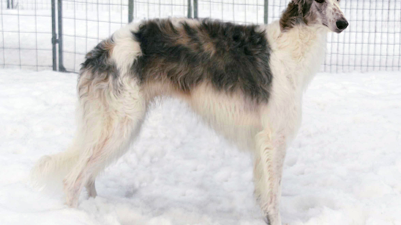 Борзая собака стоит на снегу