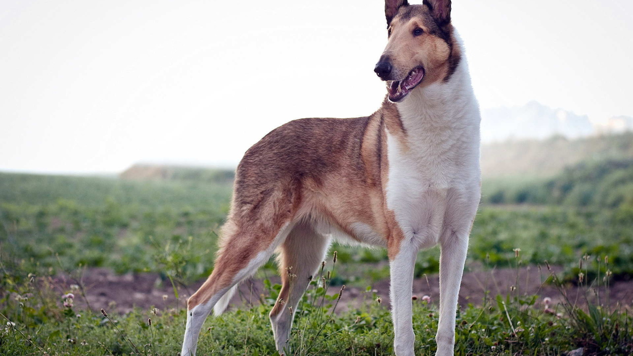 Короткошерстная собака колли