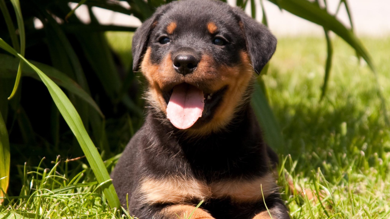 Веселый щенок ротвейлера