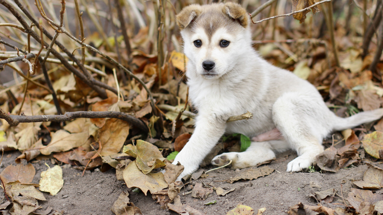 Щенок лайки в осеннем лесу