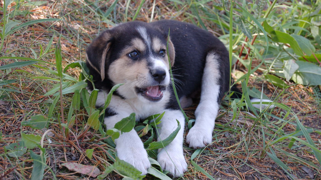Щенок лайки в траве