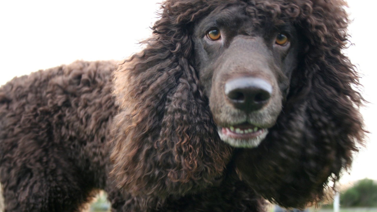 Порода ирландский водяной спаниель