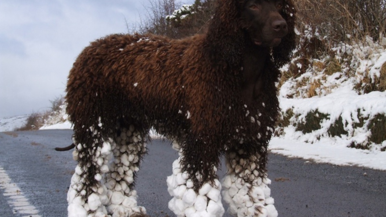 Ирландский водяной спаниель после бега по снегу