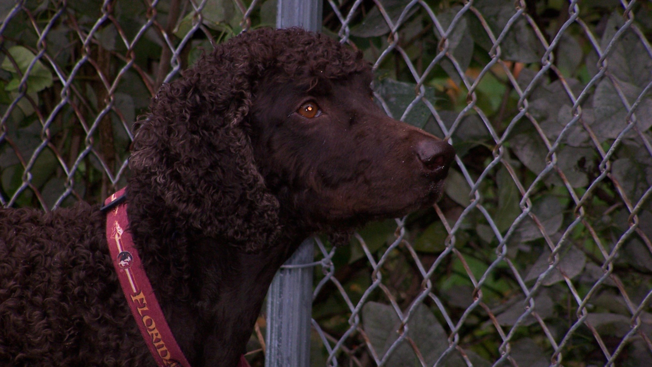 Ирландский водяной спаниель у забора