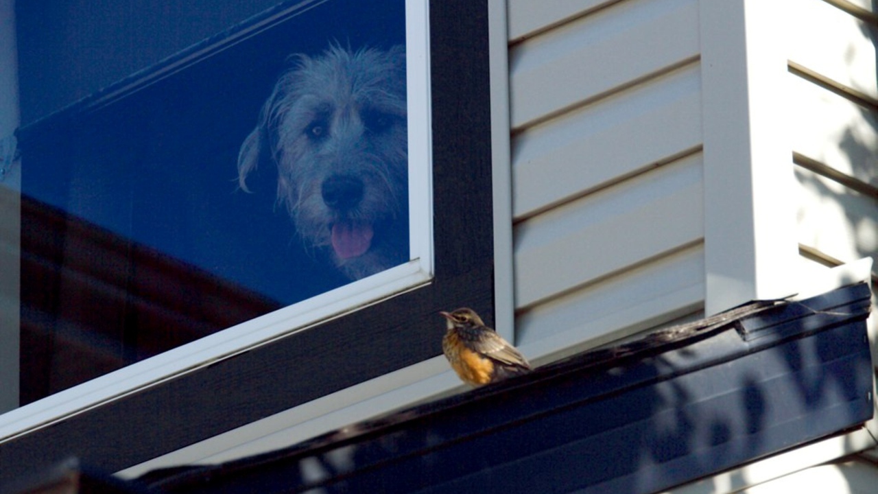 Ирландский волкодав смотрит из окна