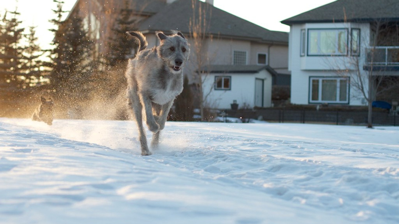 Ирландский волкодав на фоне домов