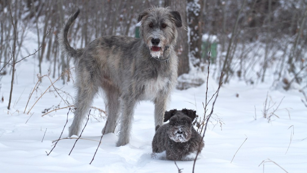 Ирландский волкодав с маленьким другом