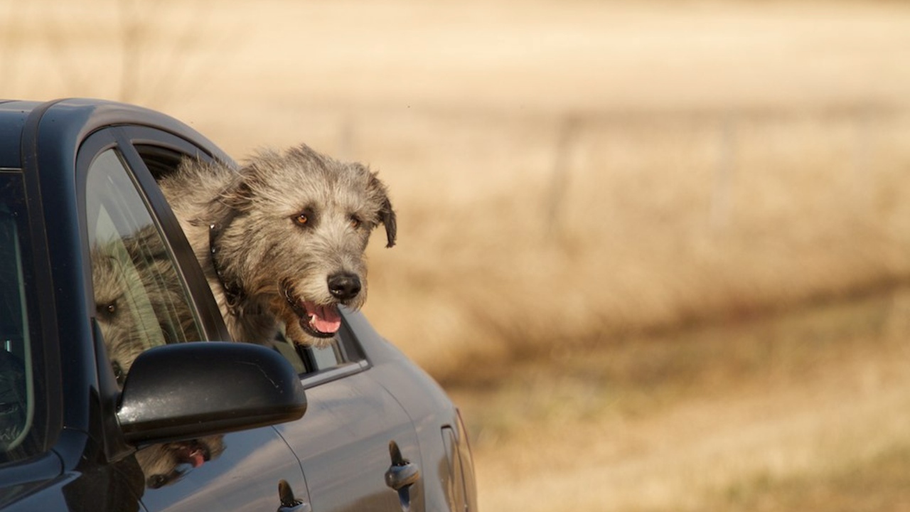Пес ирландский волкодав смотрит в окно