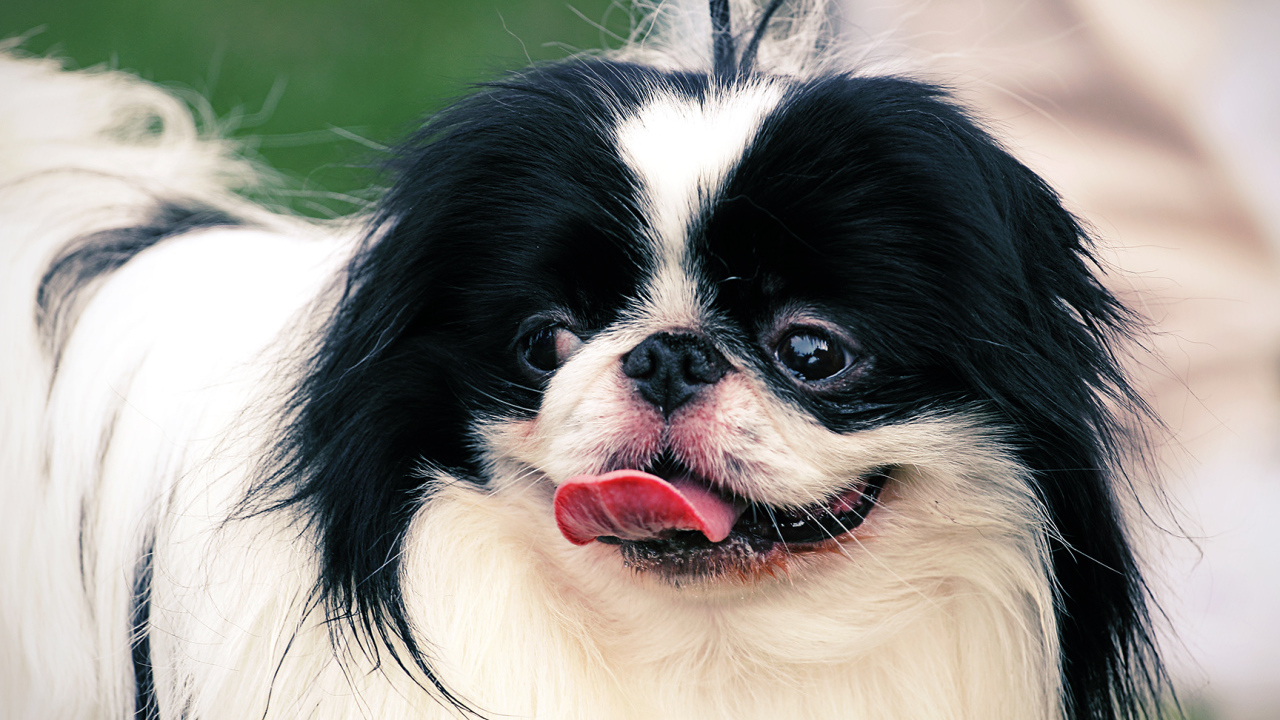 Собака японский хин на поводке